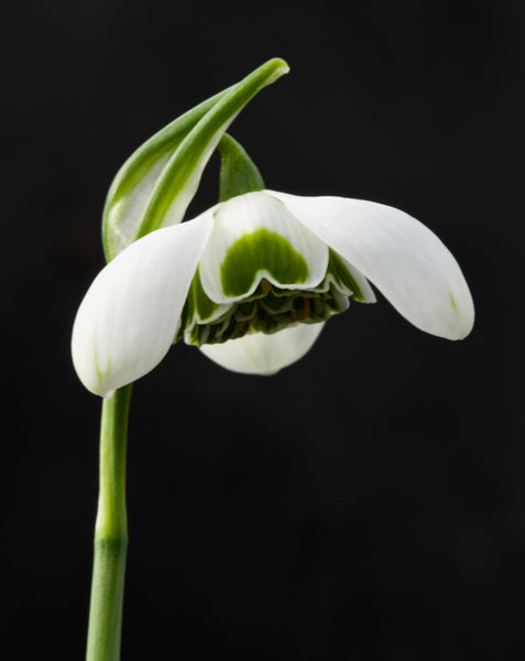 Galanthus ‘Hyppolyta’
