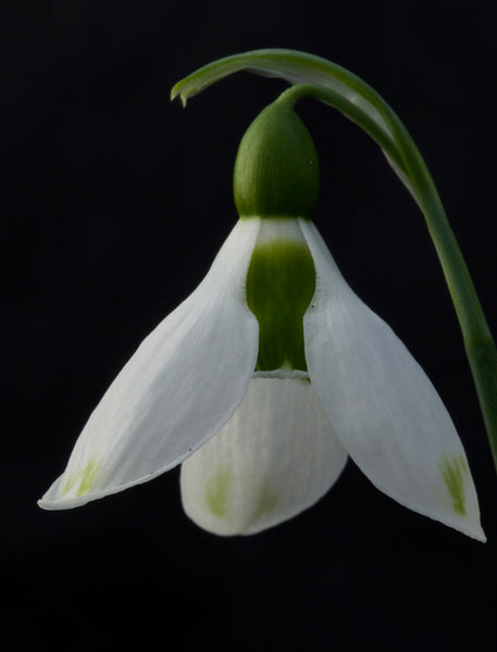 Galanthus ‘Igraine’