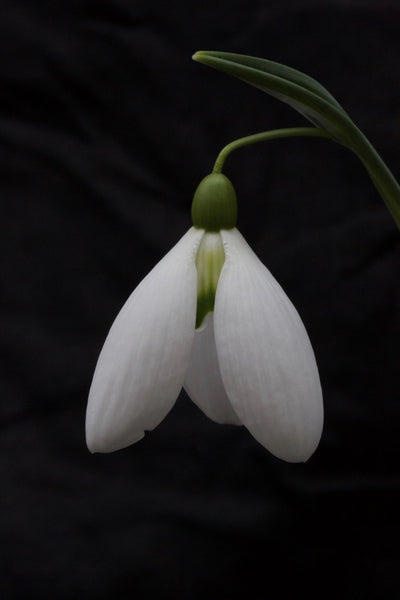 Galanthus ‘Ione Hecker’