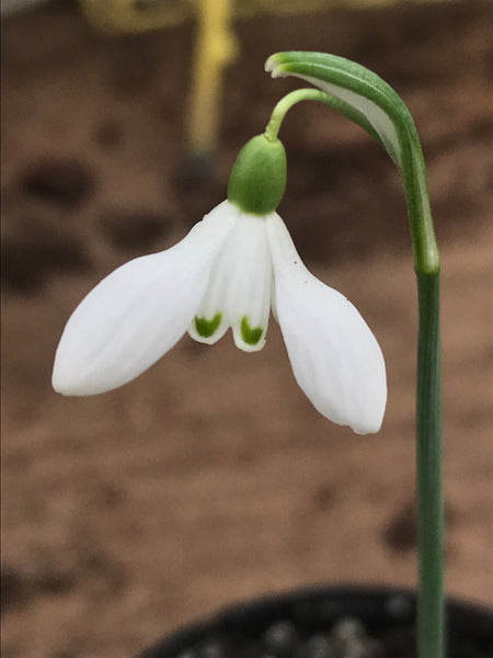 Galanthus nivalis ‘Karst Dumpy’
