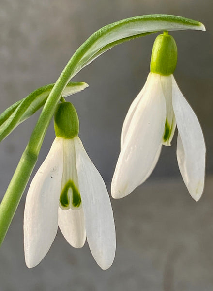 Galanthus nivalis ‘Kersen’