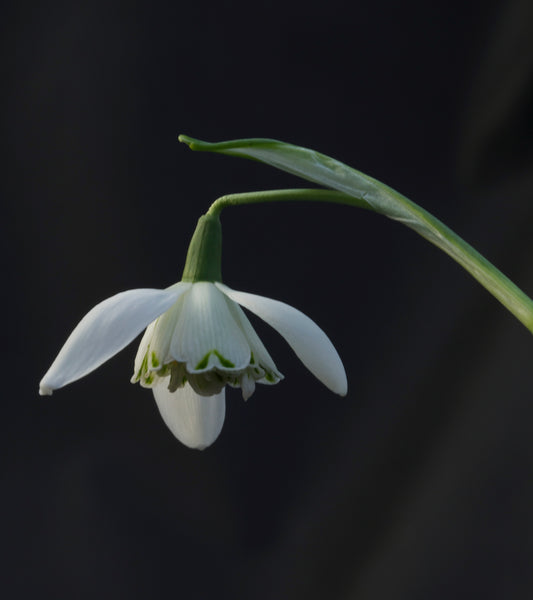 Galanthus ‘Lady Beatrice Stanley’