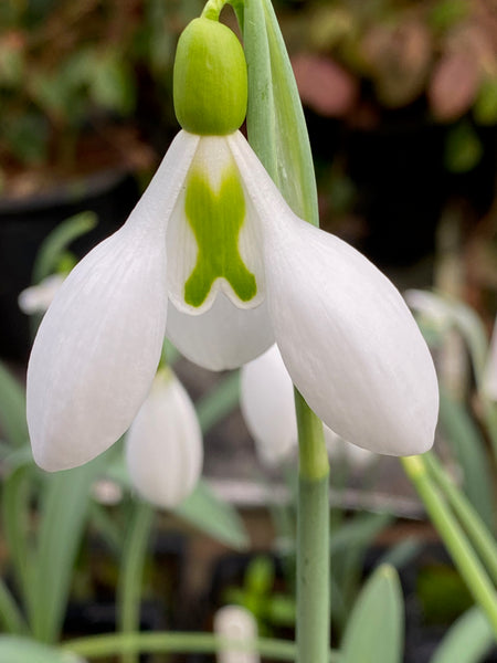 Galanthus ‘Little John’