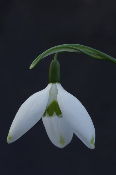 Galanthus ‘Long Drop’