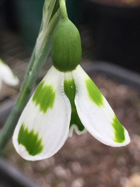 Galanthus ‘Lucy’