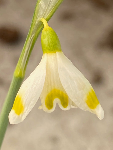 Galanthus x valentinei ‘Midas’