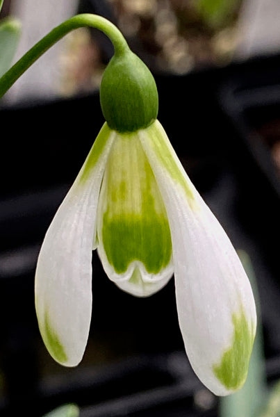 Galanthus ‘Modern Art’