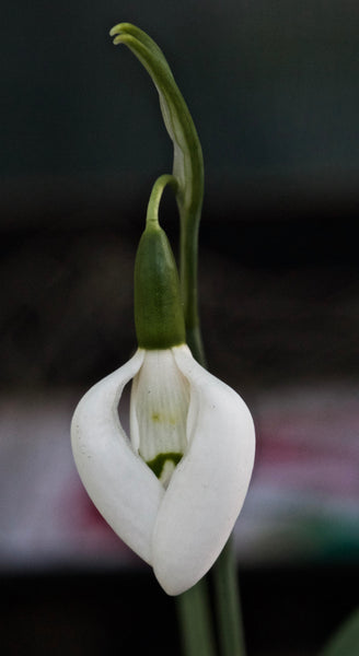 Galanthus ‘Moses Basket’