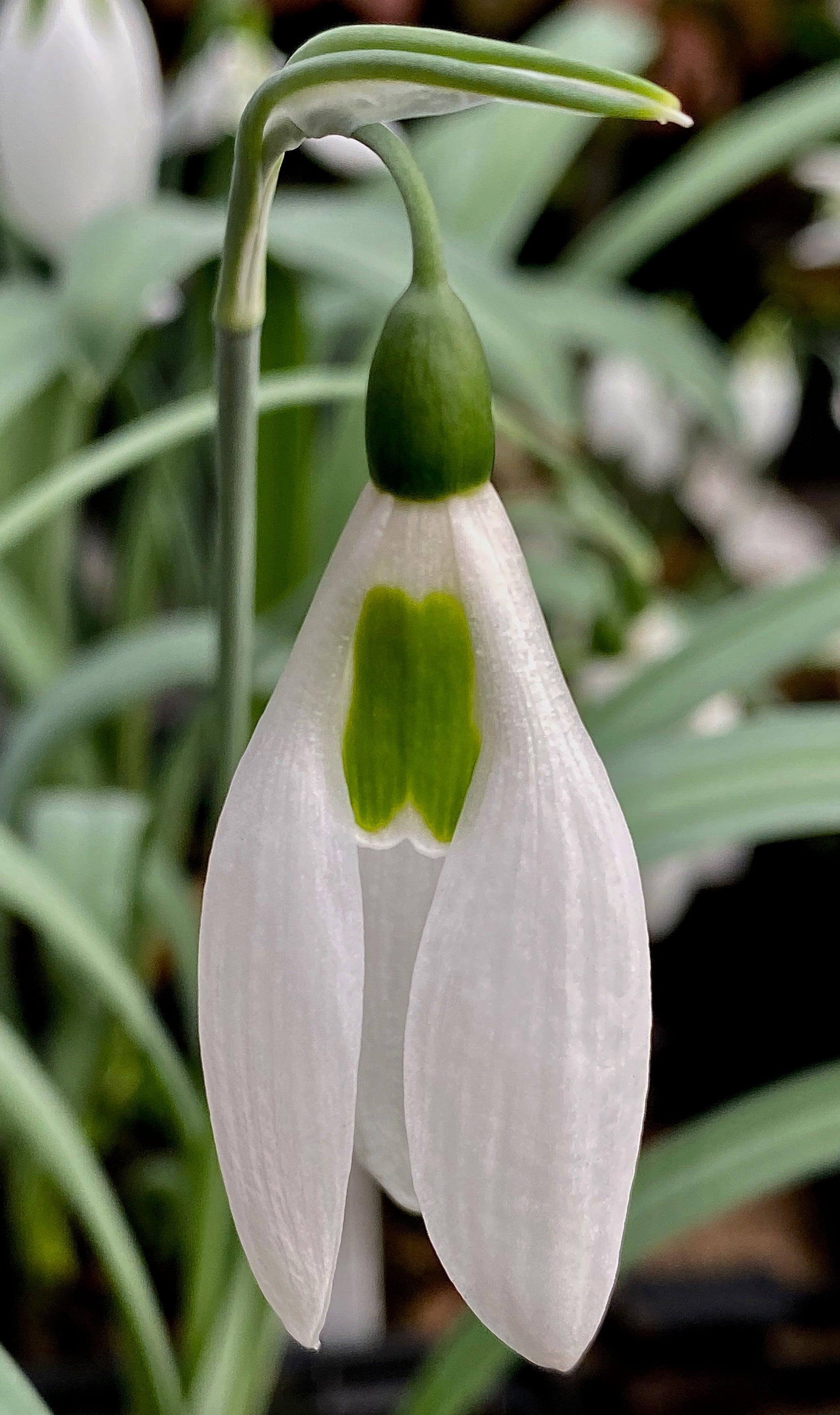 Galanthus ‘Penelope Ann’