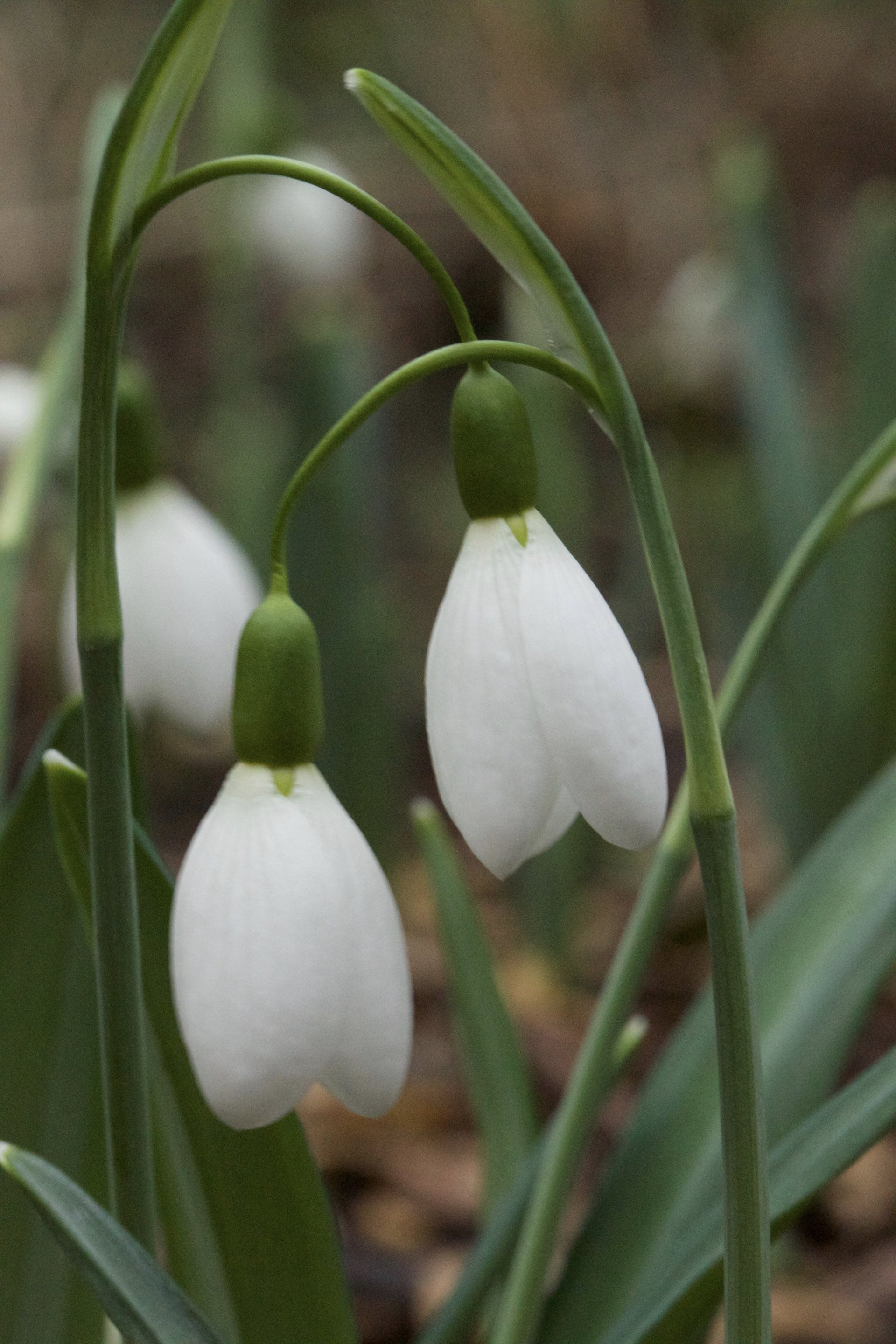 Galanthus plicatus ‘Percy Picton’