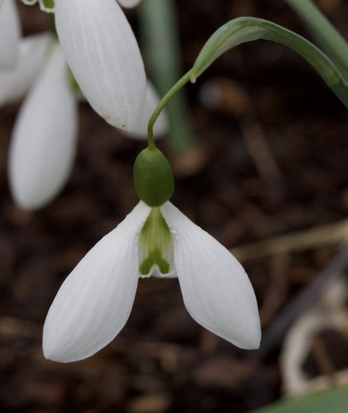 Galanthus plicatus ‘Percy Picton’
