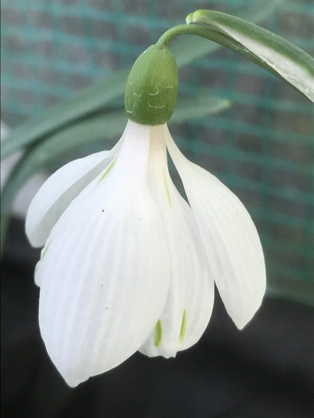 Galanthus ‘Phantom’