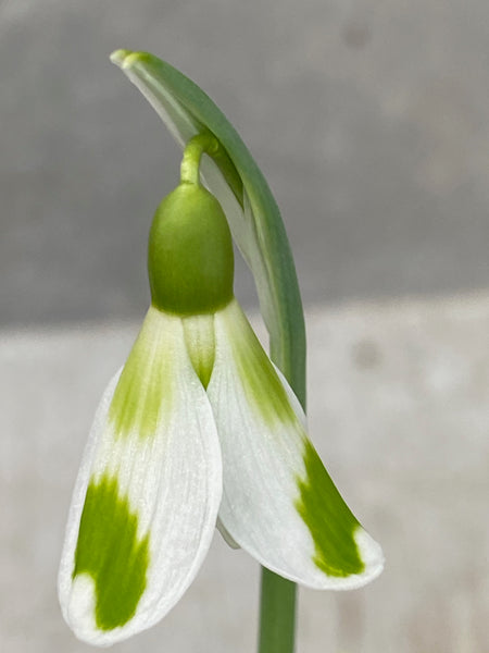 Galanthus ‘Phil Cornish’