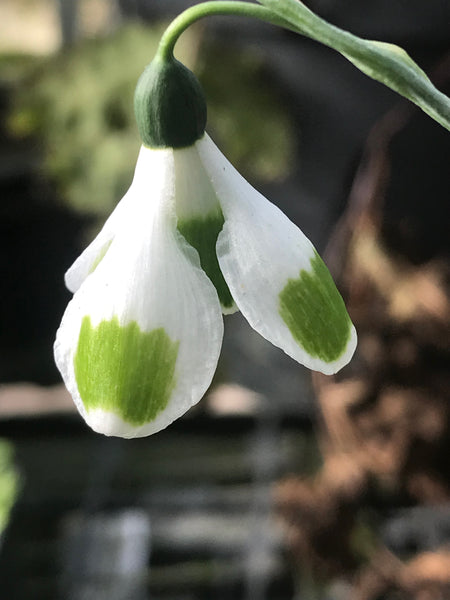 Galanthus ‘Pieces of Eight’