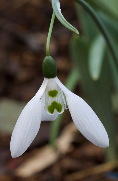 Galanthus ‘Plummet’