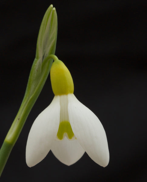 Galanthus plicatus ‘Spindlestone Surprise’