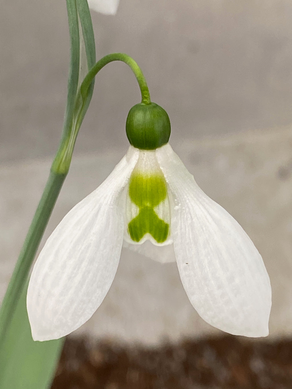 Galanthus ‘Rose Lloyd’ – Edulis