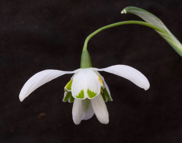 Galanthus ‘Roy’s Double’