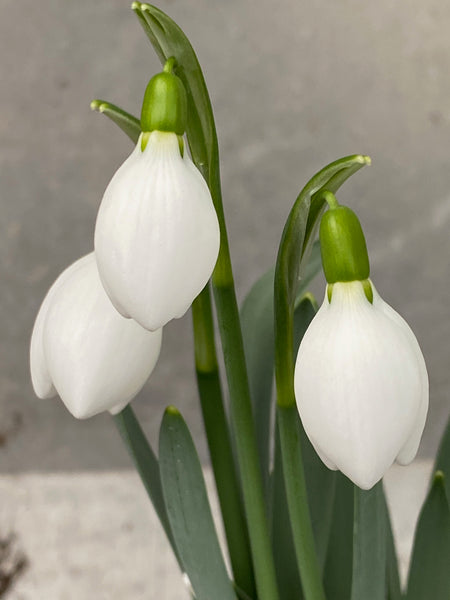 Galanthus ‘Spring Pearl’