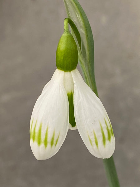 Galanthus ‘Sprite’
