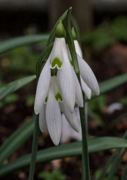 Galanthus nivalis ‘Squidly’