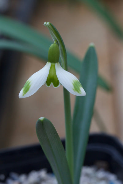 Galanthus nivalis ‘Sylvan’ (D002)