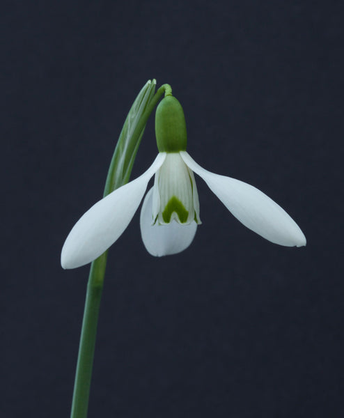 Galanthus ‘The Apothecary’