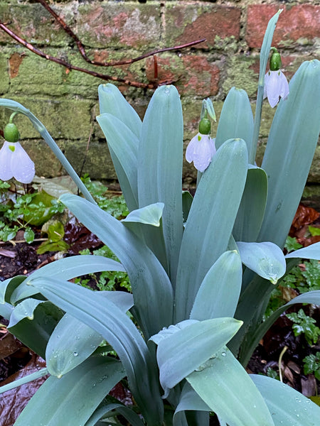 Galanthus ‘Three Leaves’