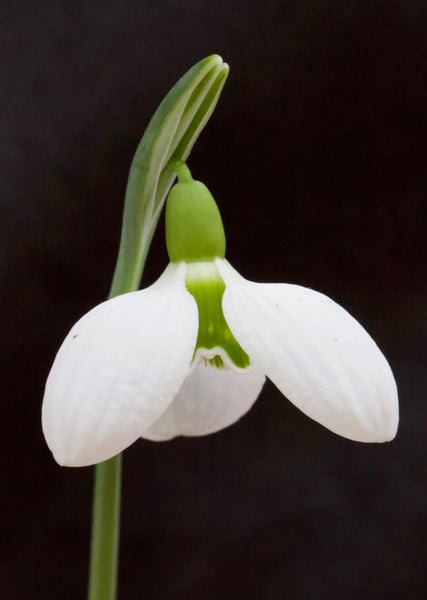 Galanthus ‘Three Ships’