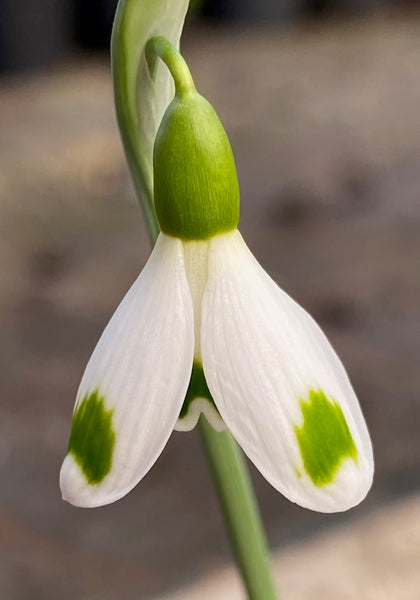 Galanthus ‘Tomoko’