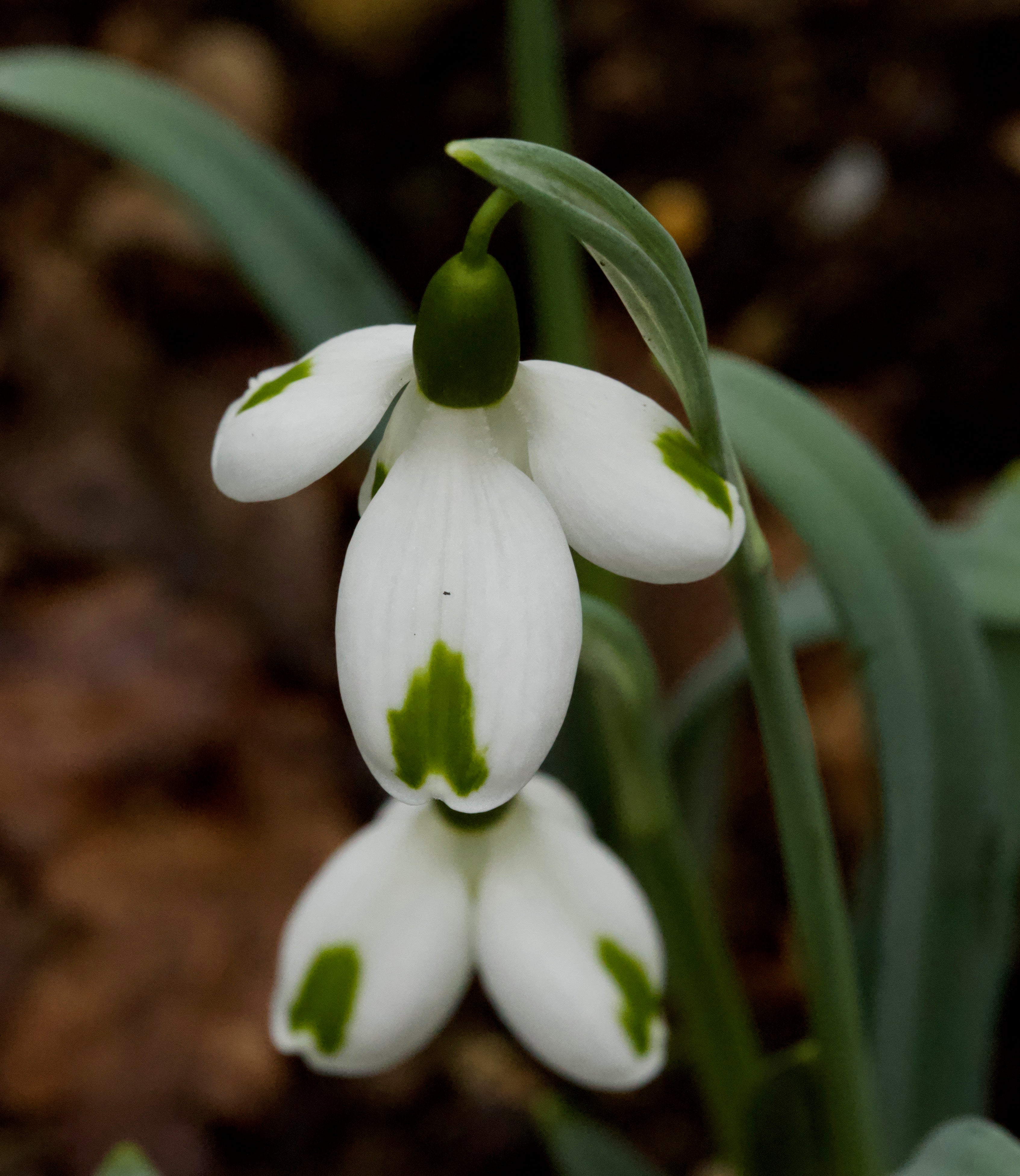 Galanthus ‘Trumps’