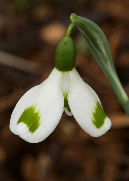 Galanthus ‘Trymming’