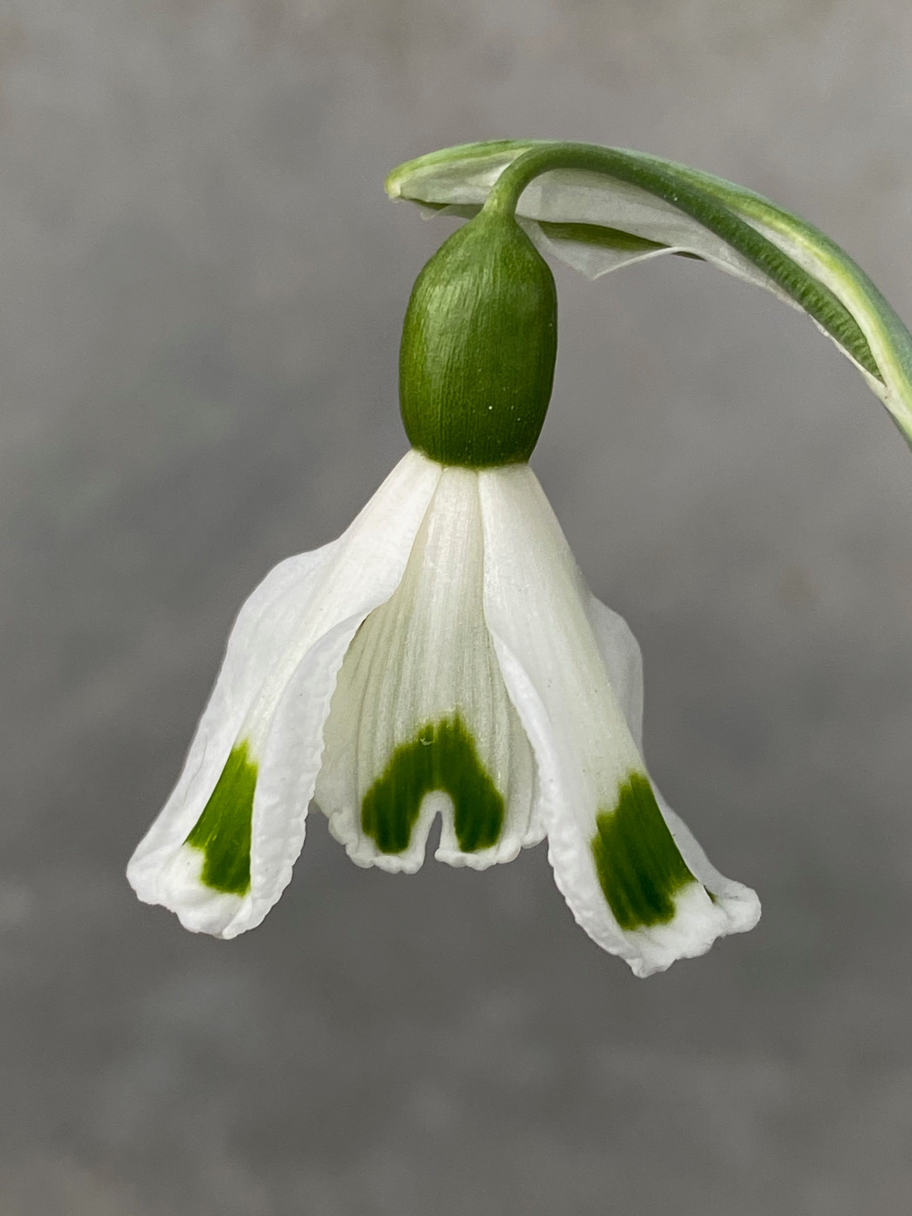 Galanthus ‘Trympostor’