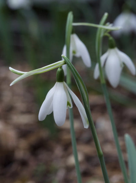 Galanthus nivalis ‘Tusker’