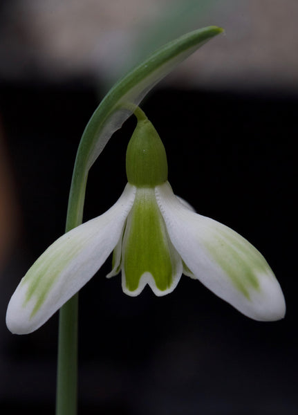 Galanthus nivalis ‘Uptown Girl’
