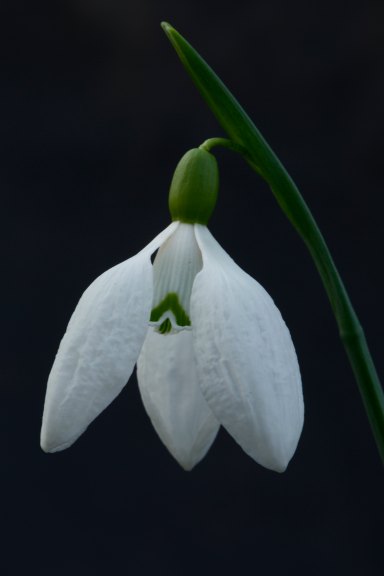 Galanthus plicatus ‘Vera Trum’