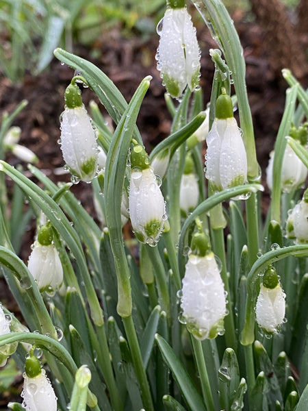 Galanthus nivalis ‘Viridapice’