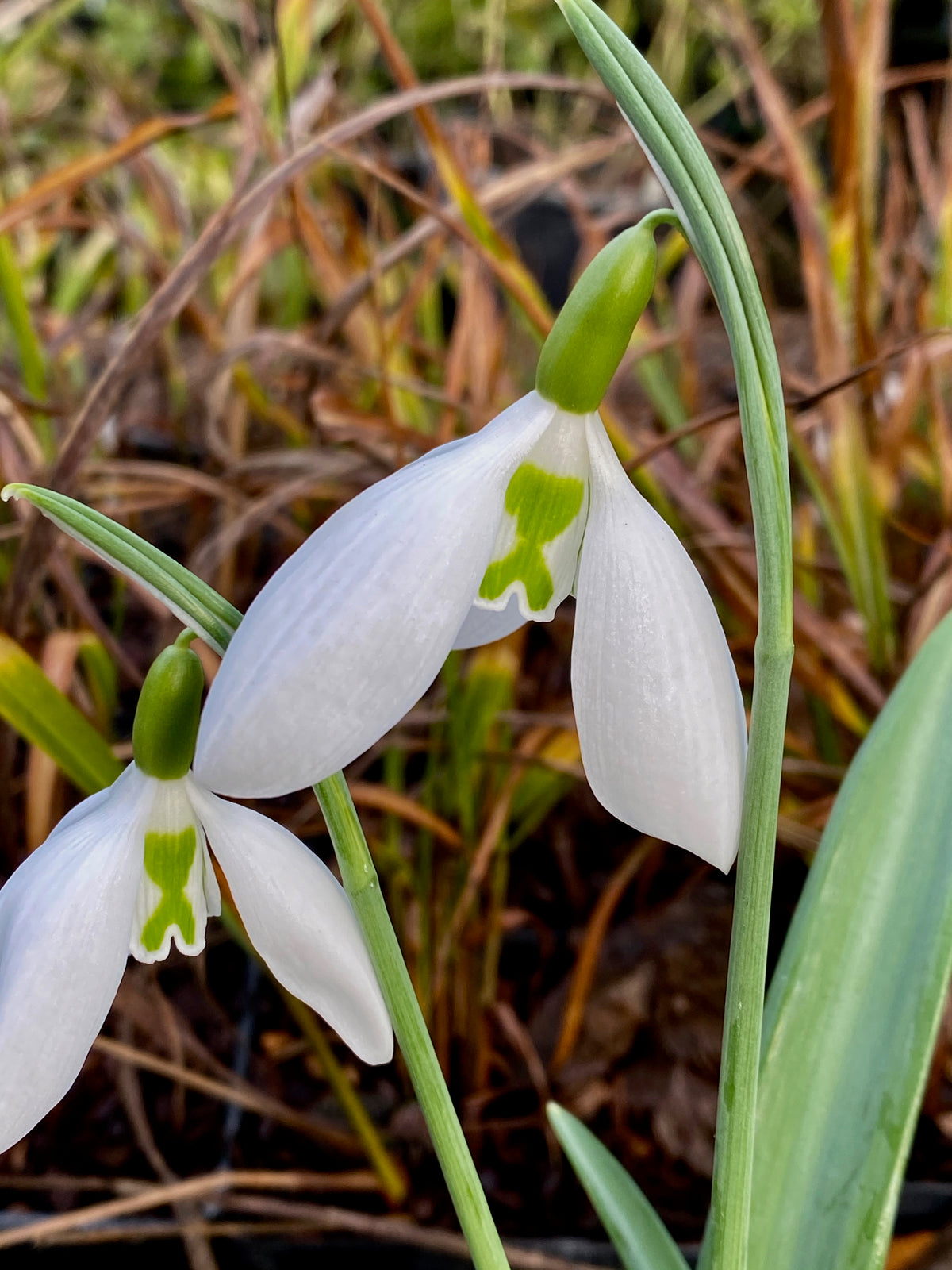 Galanthus ‘Walker Canada’