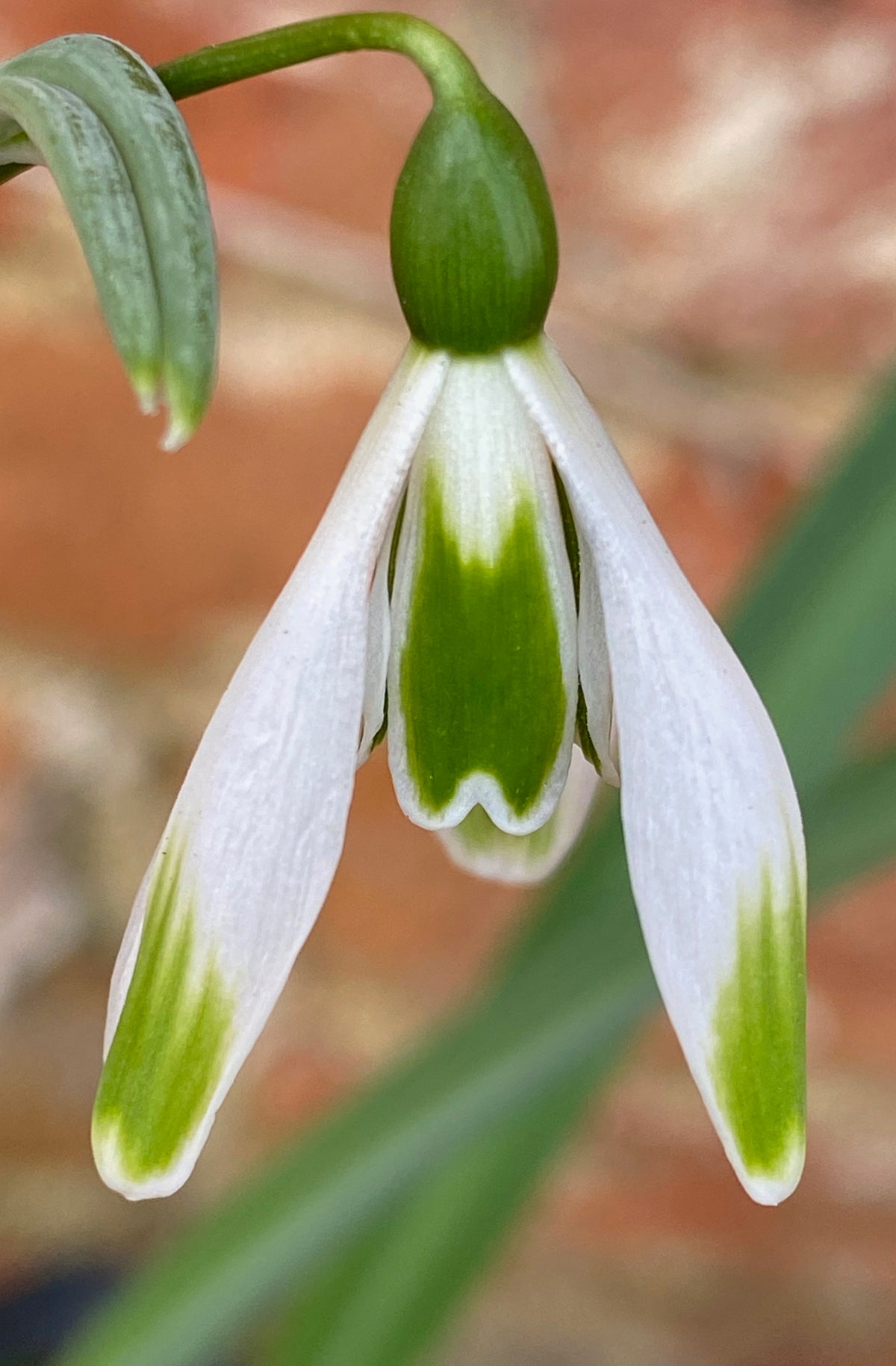 Galanthus plicatus ‘Walter Fish’