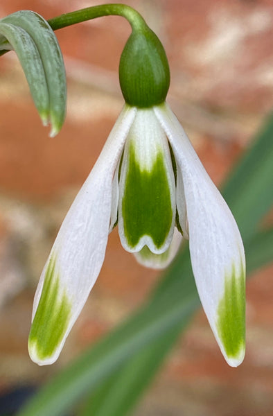 Galanthus ‘Walter Fish’