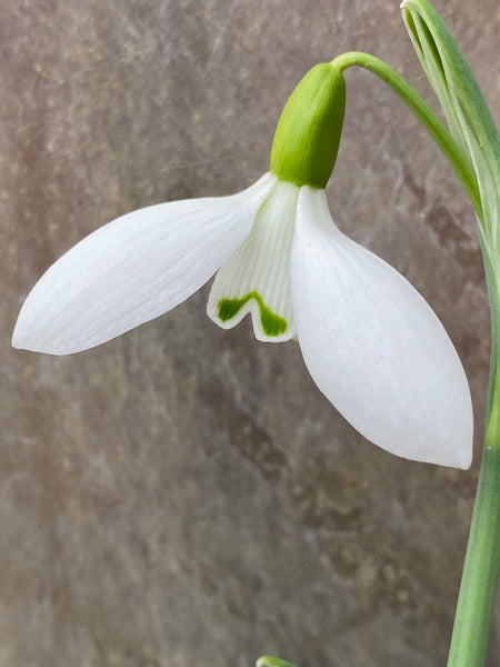 Galanthus plicatus ‘Washfield Warham’
