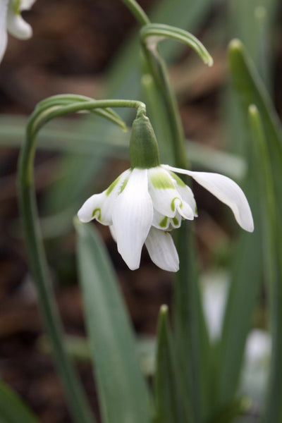 Galanthus ‘Welshway’
