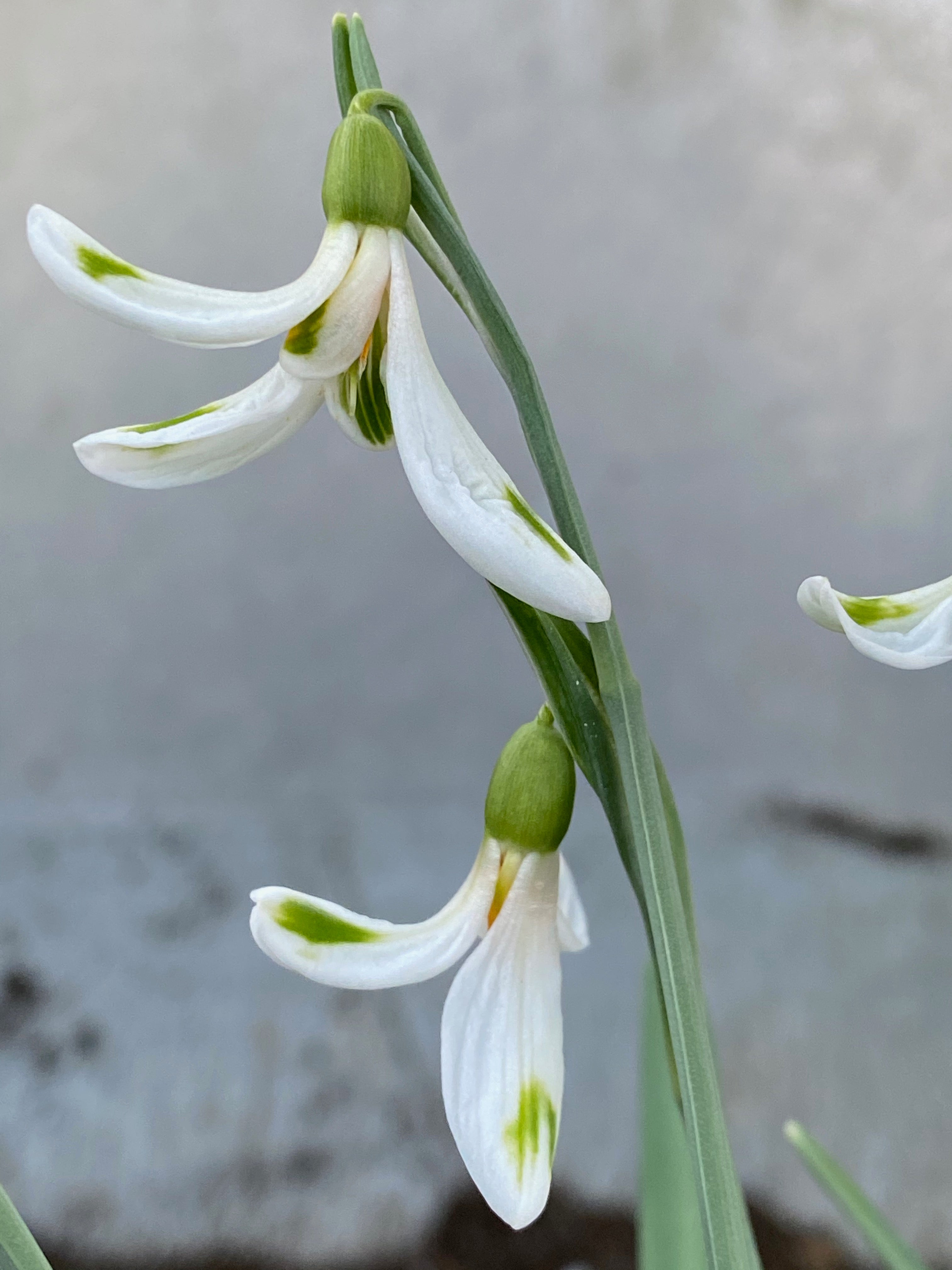 Galanthus nivalis ‘Whirling Dervish’