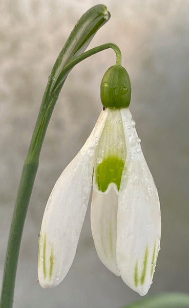 Galanthus nivalis ‘Withnail’ 109
