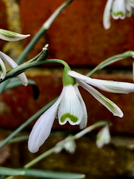 Galanthus nivalis ‘Daft Punk’ G014