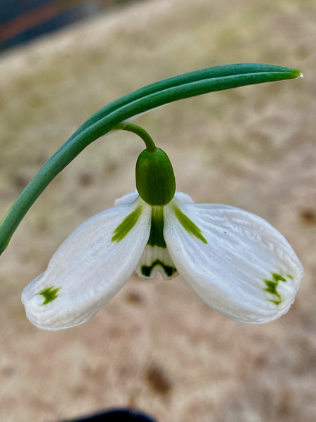 Galanthus ‘Wind Turbine’
