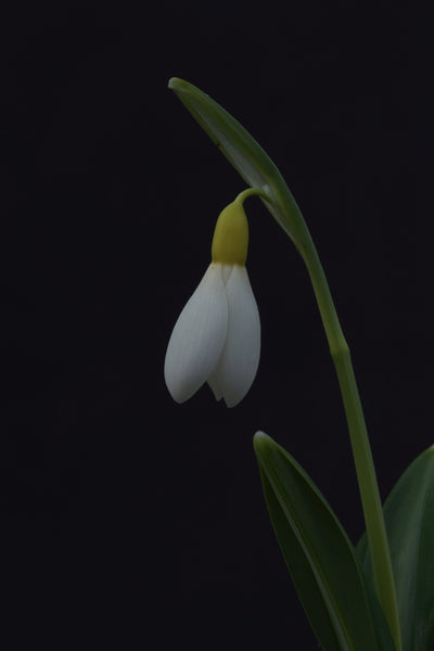 Galanthus ‘Wendy’s Gold’