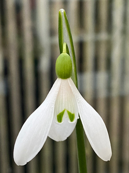 Galanthus artjuschenkoae