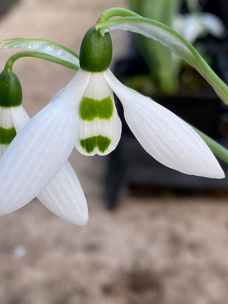 Galanthus elwesii