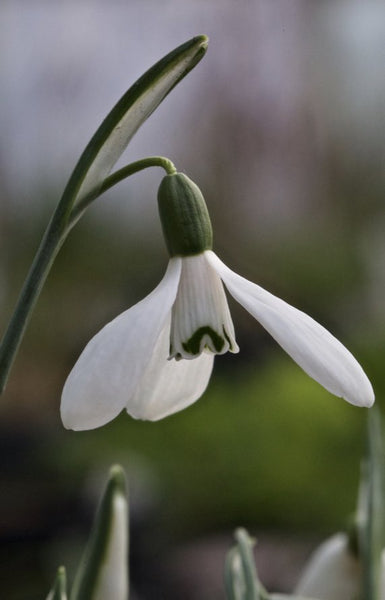 Galanthus koenenianus